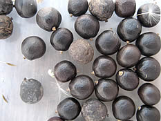 seeds